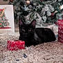 animal, black_cat, blurred_background, carpet, cat, celebration, christmas_tree, cozy, decorations, feline, festive, gift_box, holiday, holiday_gift, indoor, pet, present, soft_texture, winter_holiday, wrapped_gift