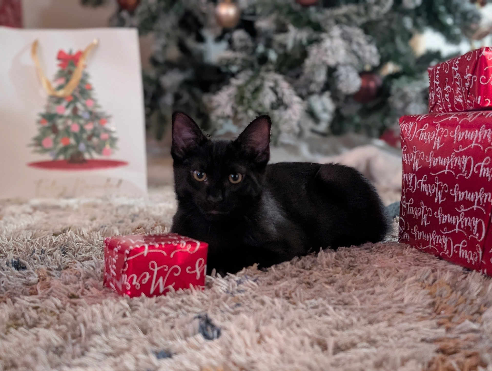 Toto is registered to the contest to win money with this photo: black_cat, cat, gift_box, christmas_tree, holiday, carpet, indoor, decorations, festive, present, holiday_gift, blurred_background, feline, animal, pet, cozy, soft_texture, celebration, winter_holiday, wrapped_gift