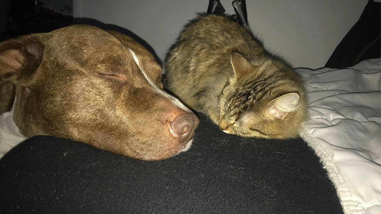 Lemon participe au concours pour gagner de l'argent avec cette photo : carnivore, cat, claw, comfort, companion_dog, dog_breed, domestic_short_haired_cat, ear, felidae, fur, guard_dog, liver, nap, paw, sleep, small_to_medium_sized_cats, snout, tail, whiskers, wood