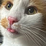 animal, calico_cat, cat, close_up, curious, cute, dark_background, ears, feline, fluffy, fur, green_eyes, indoors, orange_fur, pet, pink_nose, portrait, tongue, whiskers, white_fur