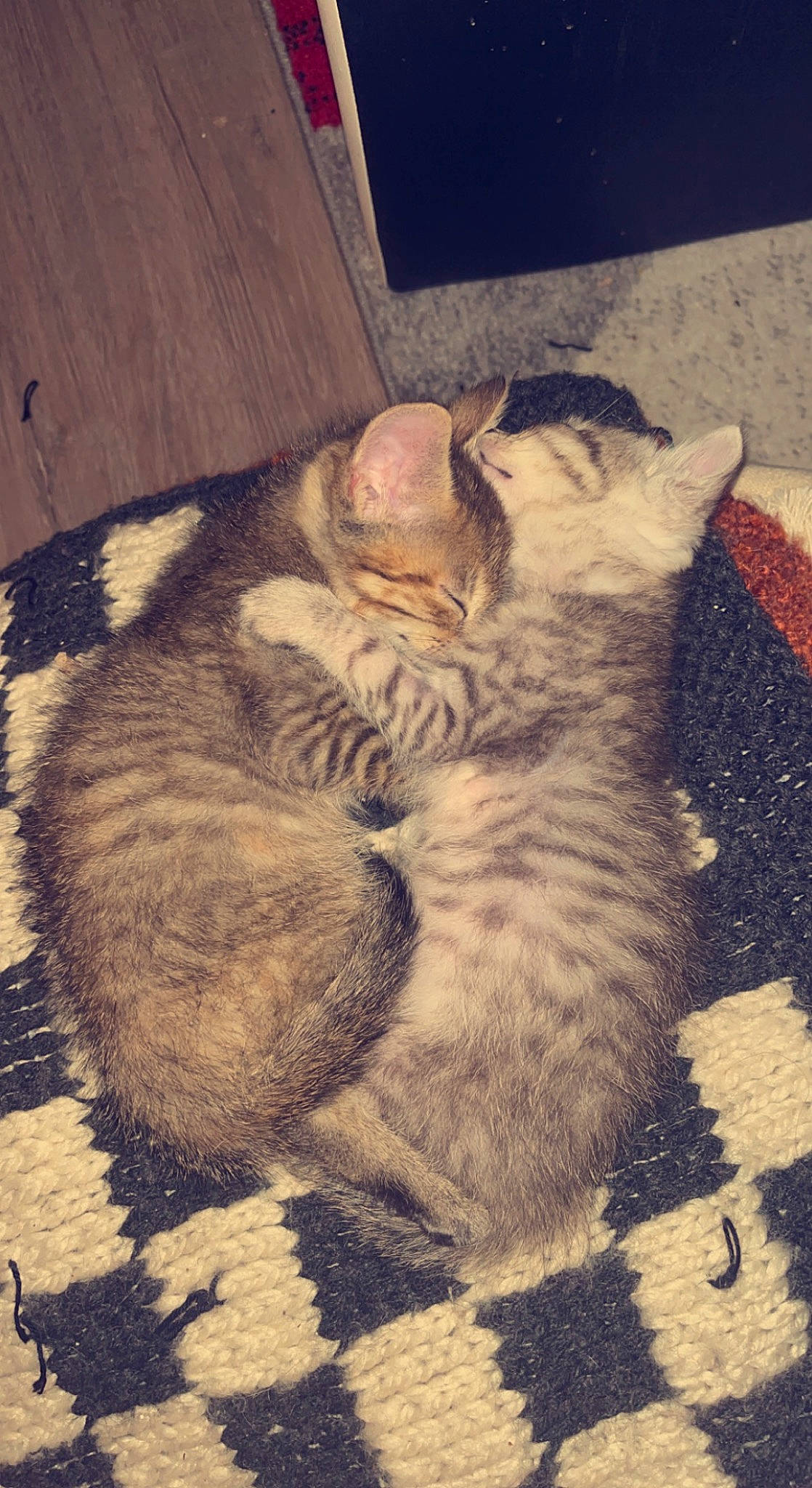 Taztimousse participe au concours pour gagner de l'argent avec cette photo : art, carnivore, cat, claw, comfort, domestic_short_haired_cat, eye, fawn, felidae, fur, grey, leg, nap, paw, small_to_medium_sized_cats, snout, tail, terrestrial_animal, whiskers, wood