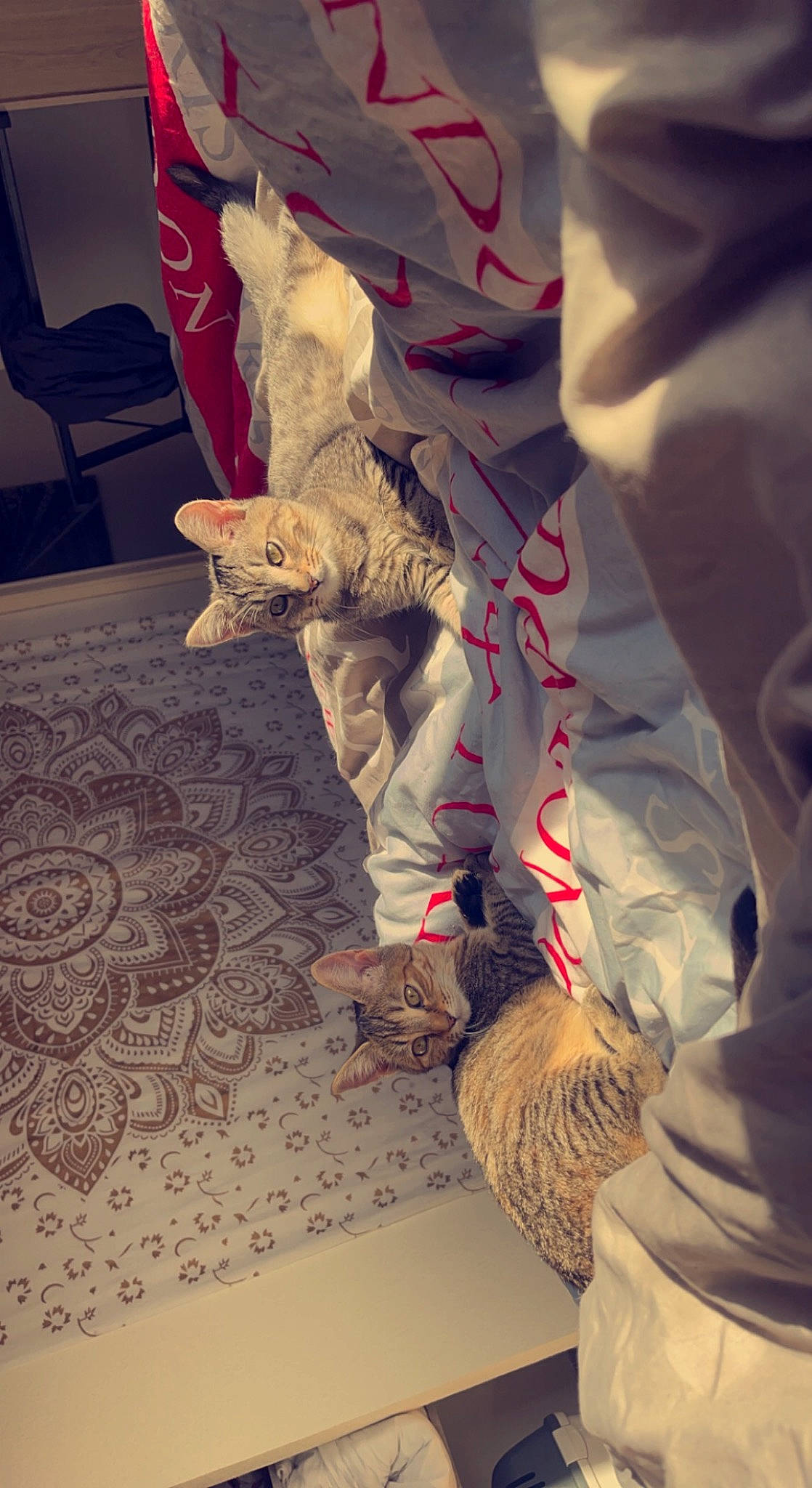 Taztimousse participe au concours pour gagner de l'argent avec cette photo : art, bedding, boot, carmine, cat, chair, comfort, felidae, flooring, fur, human_leg, linens, pattern, room, small_to_medium_sized_cats, tints_and_shades, tree, visual_arts, whiskers, wood