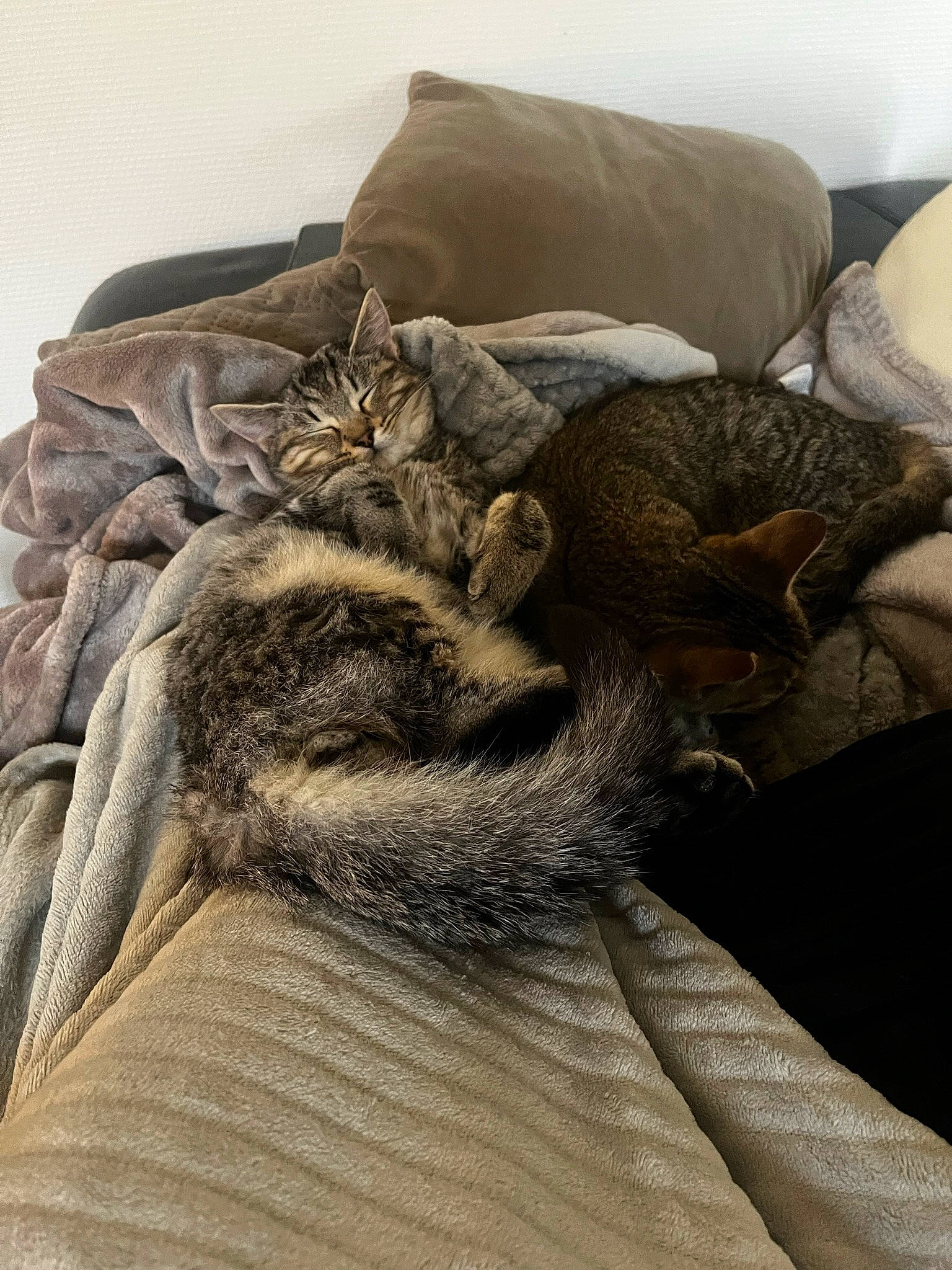 Taztimousse participe au concours pour gagner de l'argent avec cette photo : bed, bed_sheet, bedding, blanket, cat, comfort, domestic_short_haired_cat, duvet, fawn, felidae, fur, grey, linens, nap, pattern, sleep, small_to_medium_sized_cats, tail, whiskers, wood