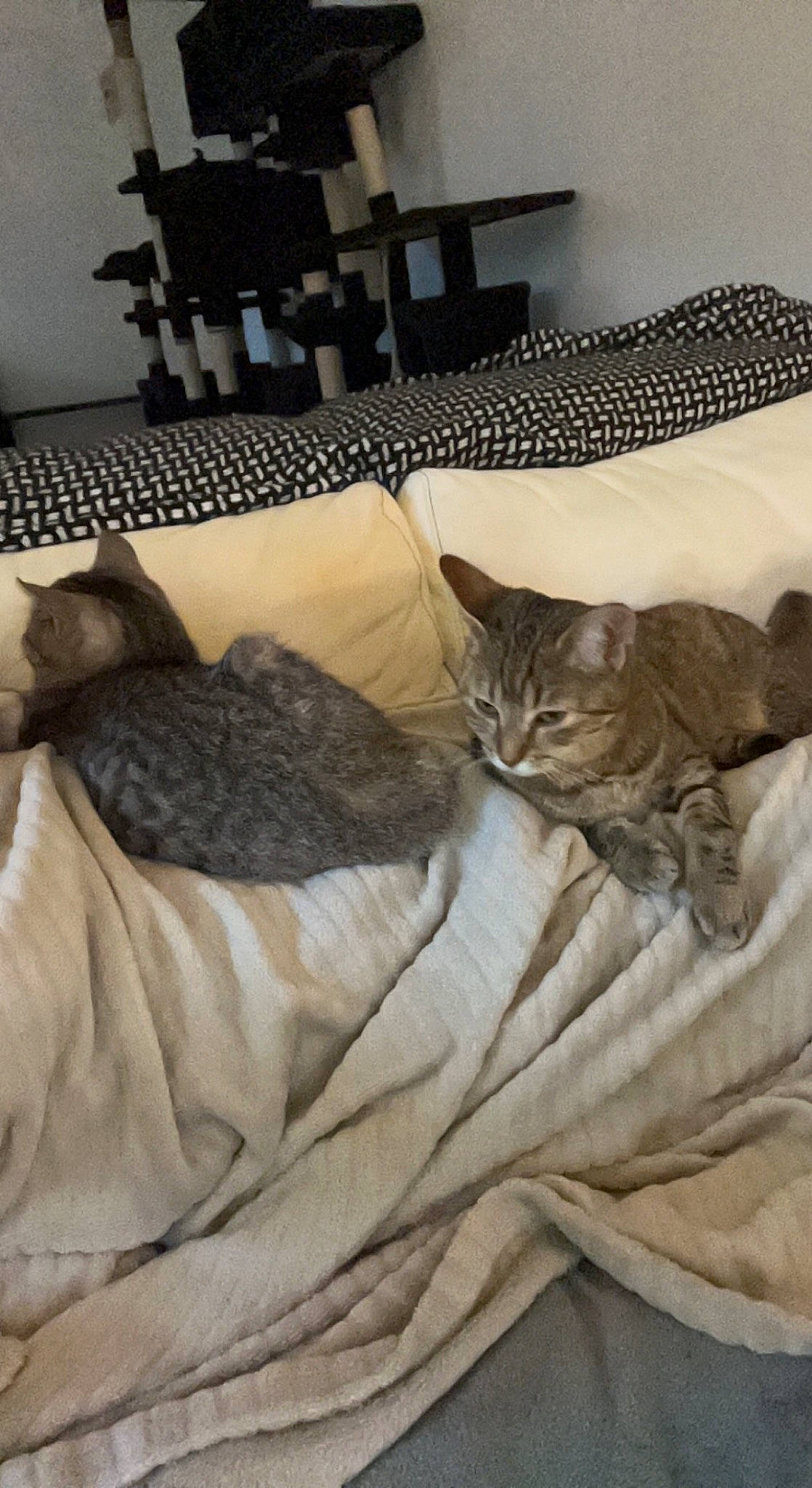 Taztimousse participe au concours pour gagner de l'argent avec cette photo : bedding, carnivore, cat, comfort, couch, felidae, flooring, fur, grey, hardwood, lamp, linens, living_room, pillow, room, small_to_medium_sized_cats, studio_couch, throw_pillow, whiskers, wood