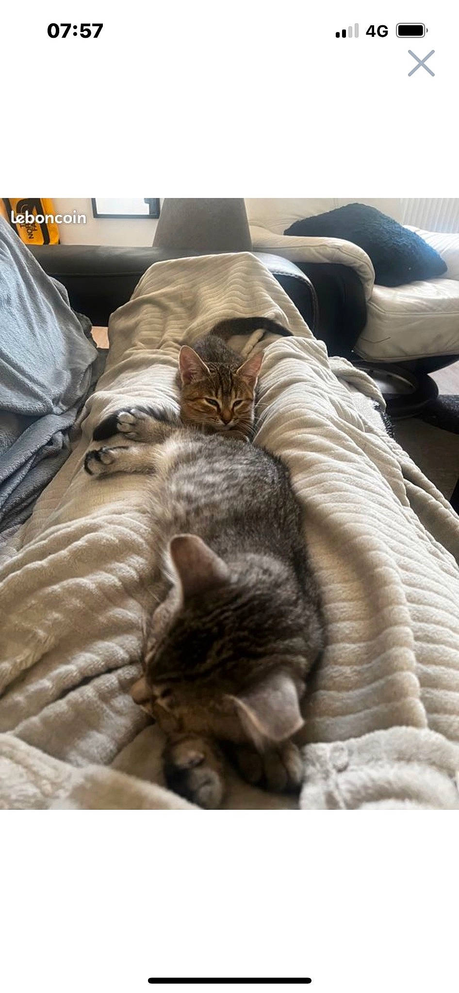 Taztimousse a rejoint le concours — aidez-le/la à gagner de superbes lots ! bag, bed_sheet, bedding, carnivore, cat, comfort, couch, domestic_short_haired_cat, felidae, fur, grey, linens, nap, room, sleep, small_to_medium_sized_cats, tail, textile, whiskers, wood