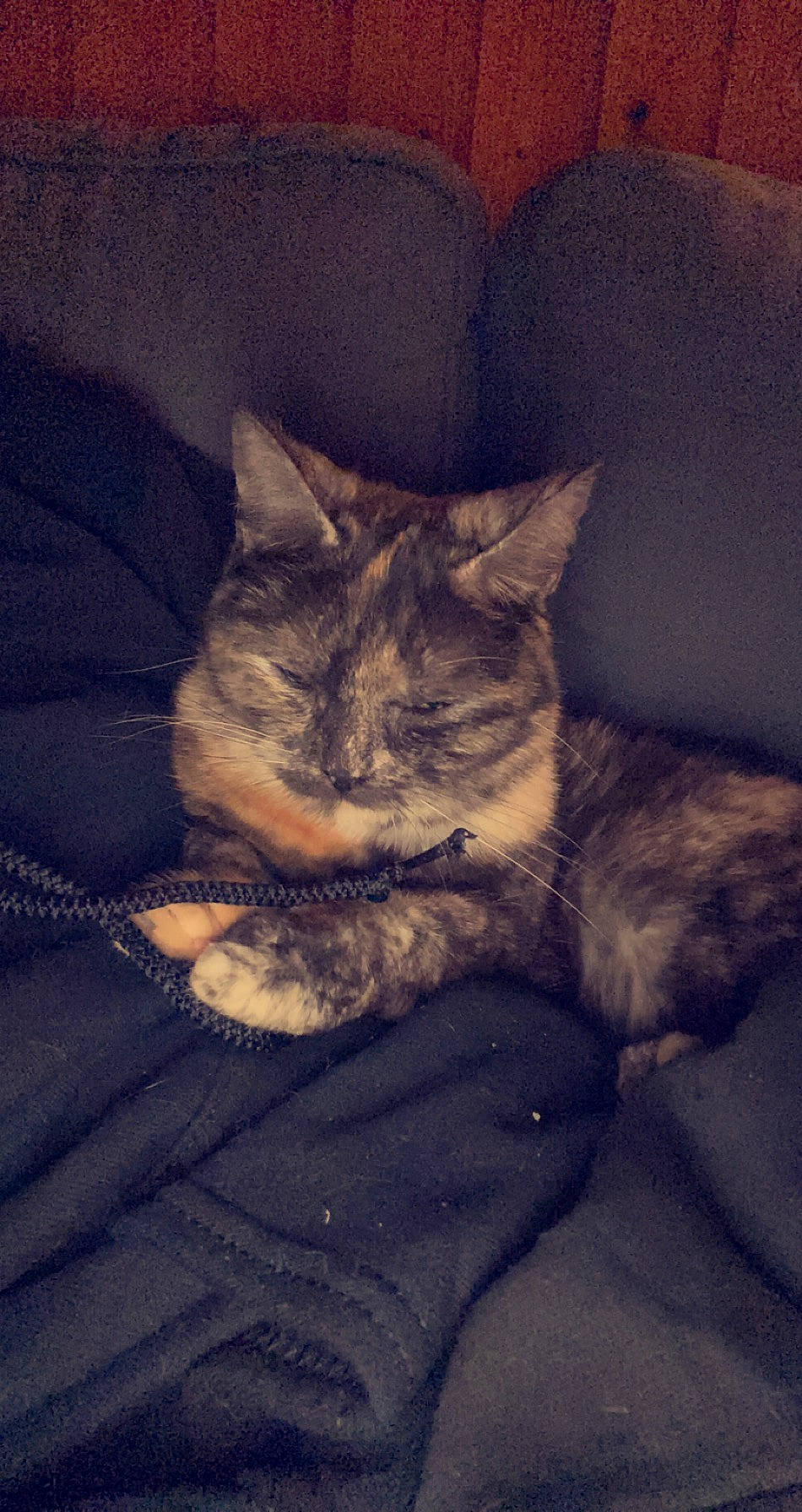 Quenouille a rejoint le concours — aidez-le/la à gagner de superbes lots ! bed, carnivore, cat, cloud, comfort, couch, darkness, domestic_short_haired_cat, felidae, fur, grey, lap, mountain, nap, paw, sitting, sky, small_to_medium_sized_cats, tail, whiskers