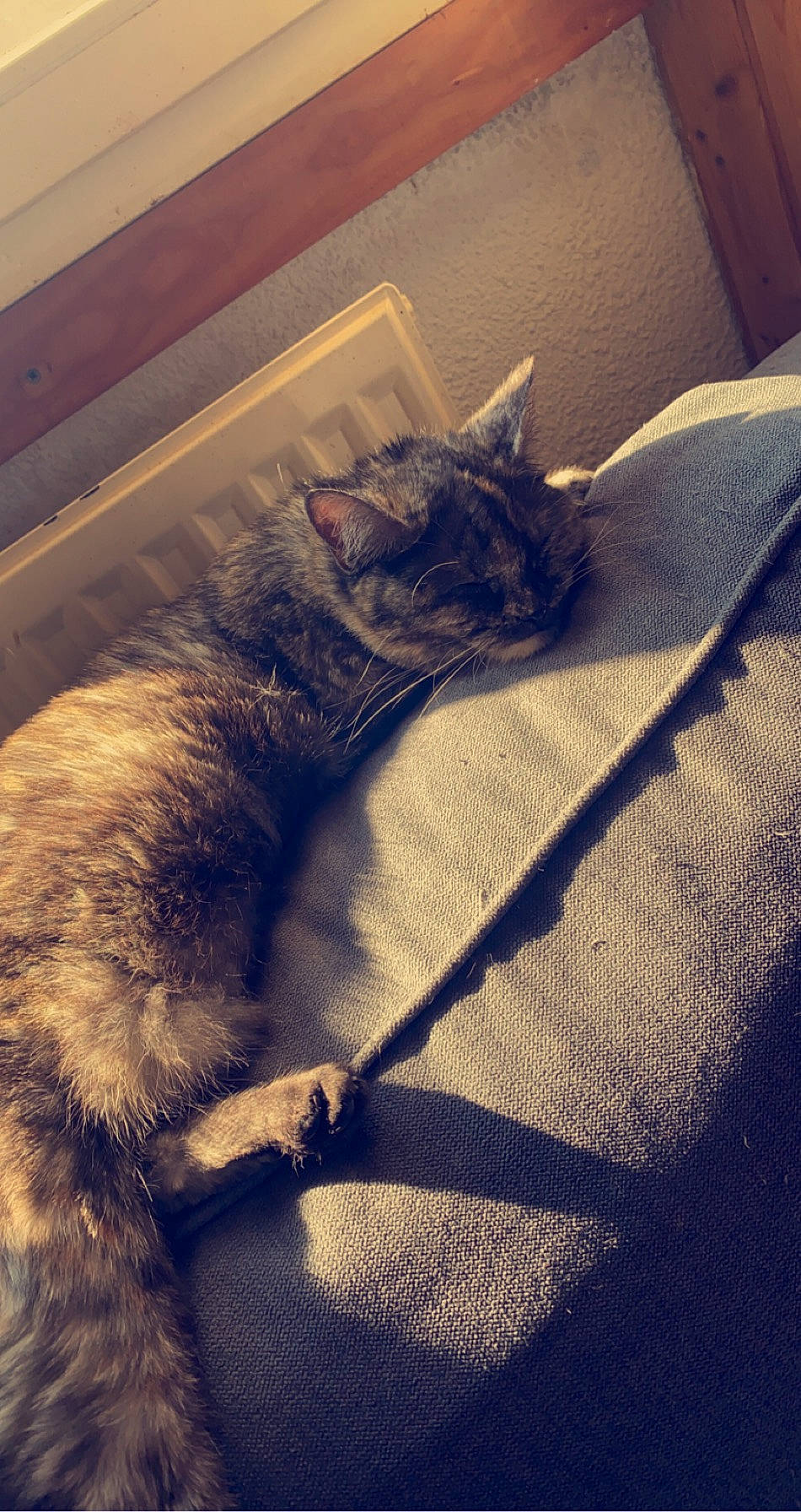 Quenouille participe au concours pour gagner de l'argent avec cette photo : black_cat, carnivore, cat, cloud, comfort, domestic_short_haired_cat, felidae, flooring, fur, grey, human_leg, leg, metal, meteorological_phenomenon, small_to_medium_sized_cats, snout, tail, tints_and_shades, whiskers, wood