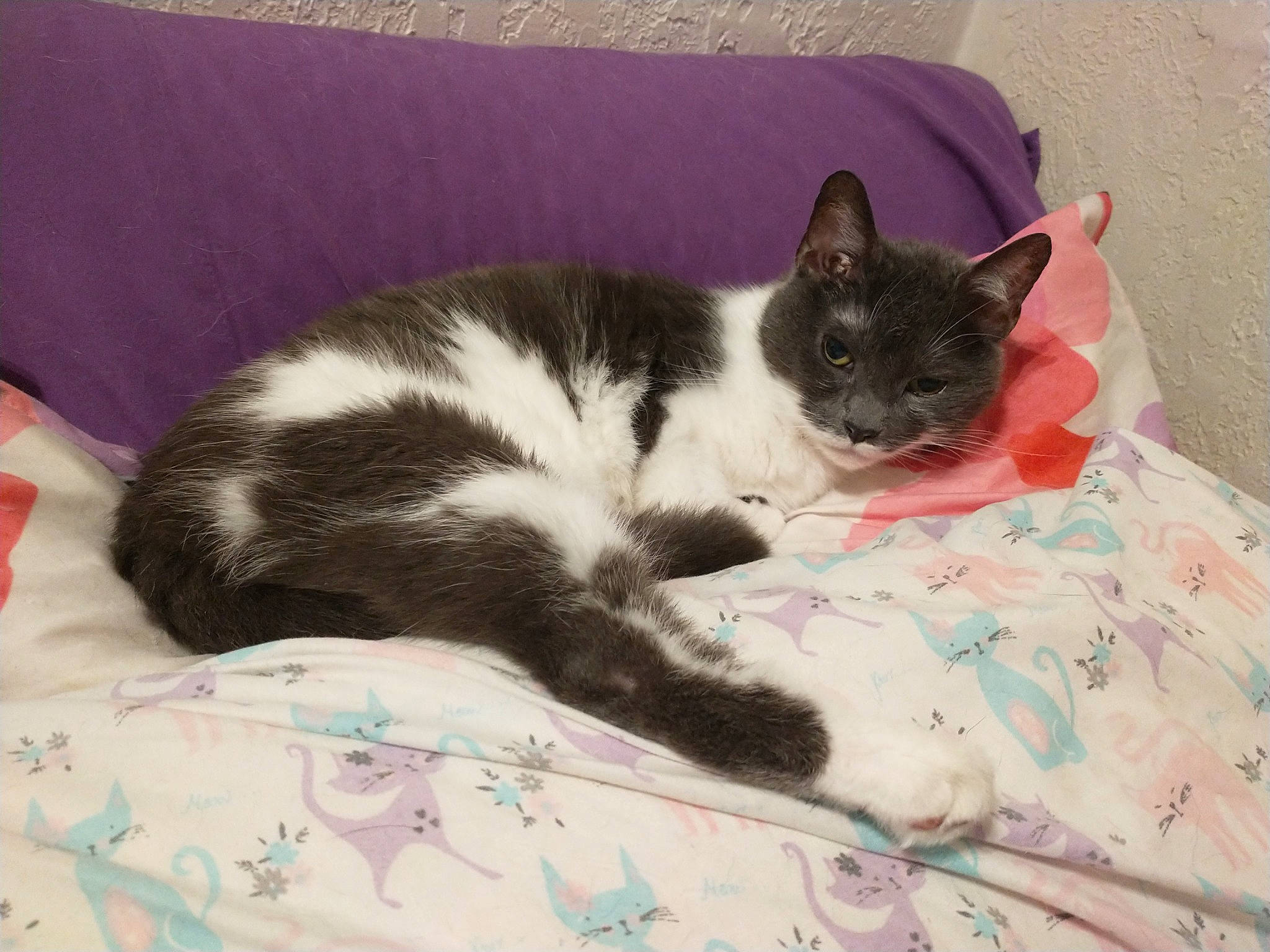 Uhura The Tripawd is registered to the contest to win money with this photo: bedding, black_cat, canidae, carnivore, cat, cat_supply, claw, comfort, domestic_short_haired_cat, felidae, fur, linens, nap, paw, sleep, small_to_medium_sized_cats, snout, tail, textile, whiskers