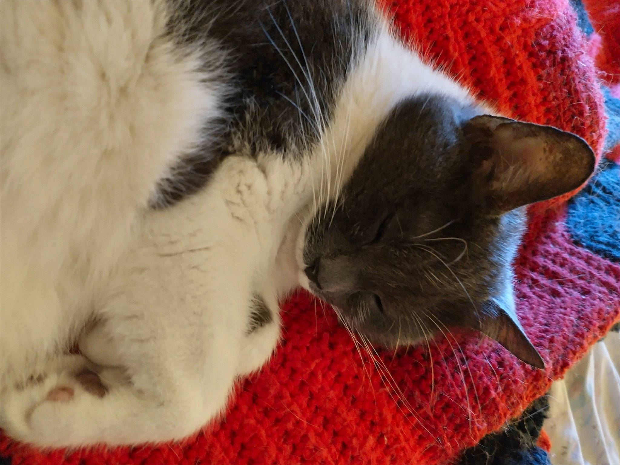 Uhura The Tripawd joined the competition — help win amazing prizes! carnivore, cat, claw, close_up, comfort, domestic_short_haired_cat, felidae, fur, mammal, nap, pattern, paw, small_to_medium_sized_cats, snout, tail, vertebrate, whiskers, wool, woolen, woven_fabric