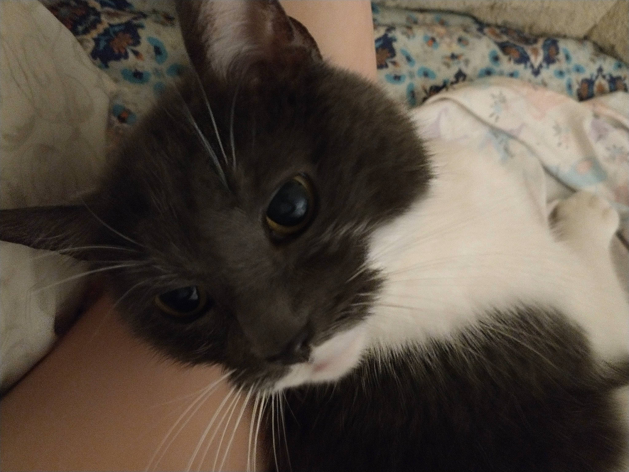 Uhura The Tripawd joined the competition — help win amazing prizes! black_cat, carnivore, cat, comfort, domestic_short_haired_cat, felidae, fur, iris, small_to_medium_sized_cats, snout, terrestrial_animal, whiskers, window