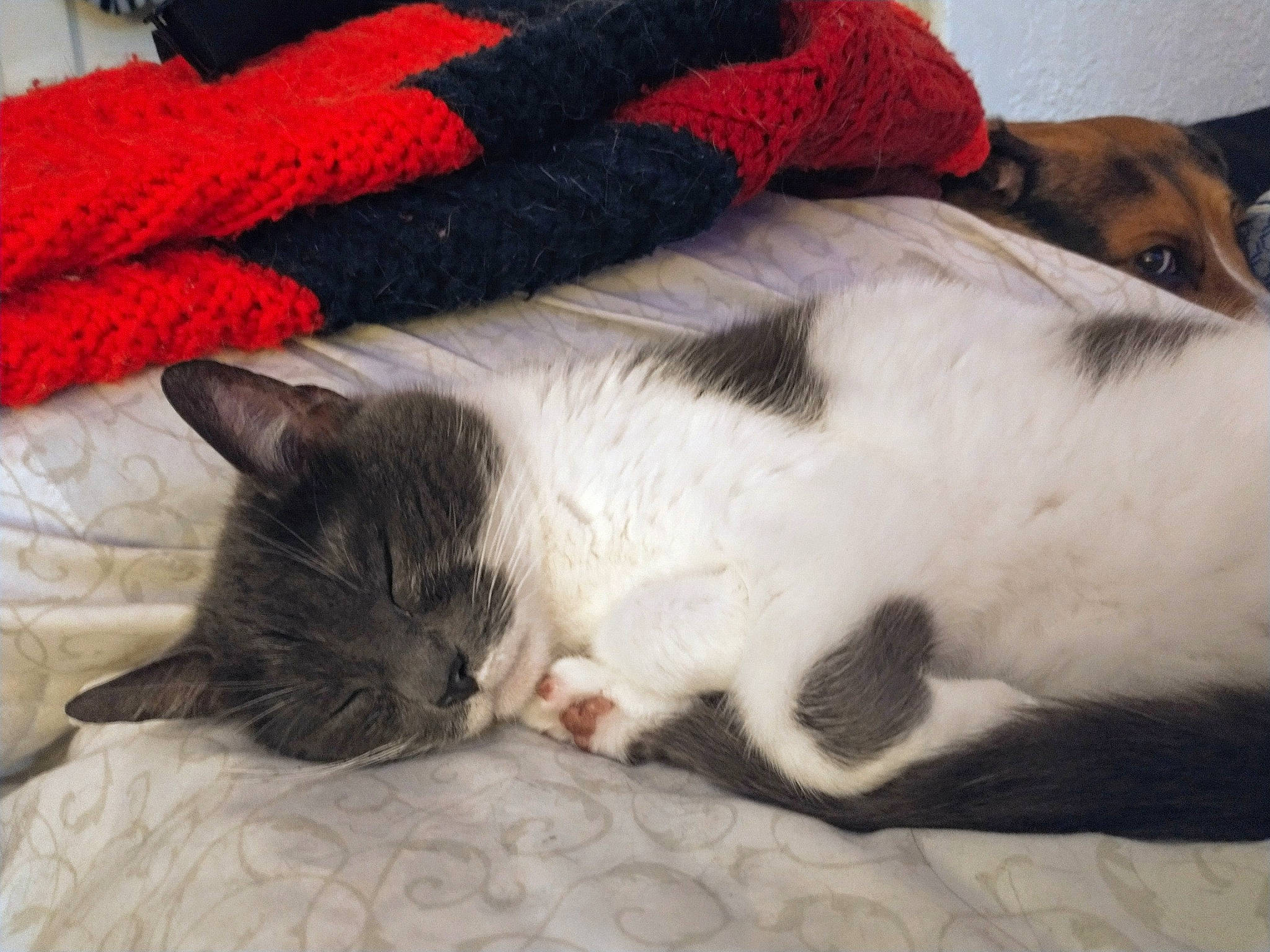 Uhura The Tripawd joined the competition — help win amazing prizes! carmine, carnivore, cat, cat_supply, comfort, companion_dog, domestic_short_haired_cat, fawn, felidae, fur, grey, linens, nap, pattern, paw, small_to_medium_sized_cats, snout, tail, whiskers