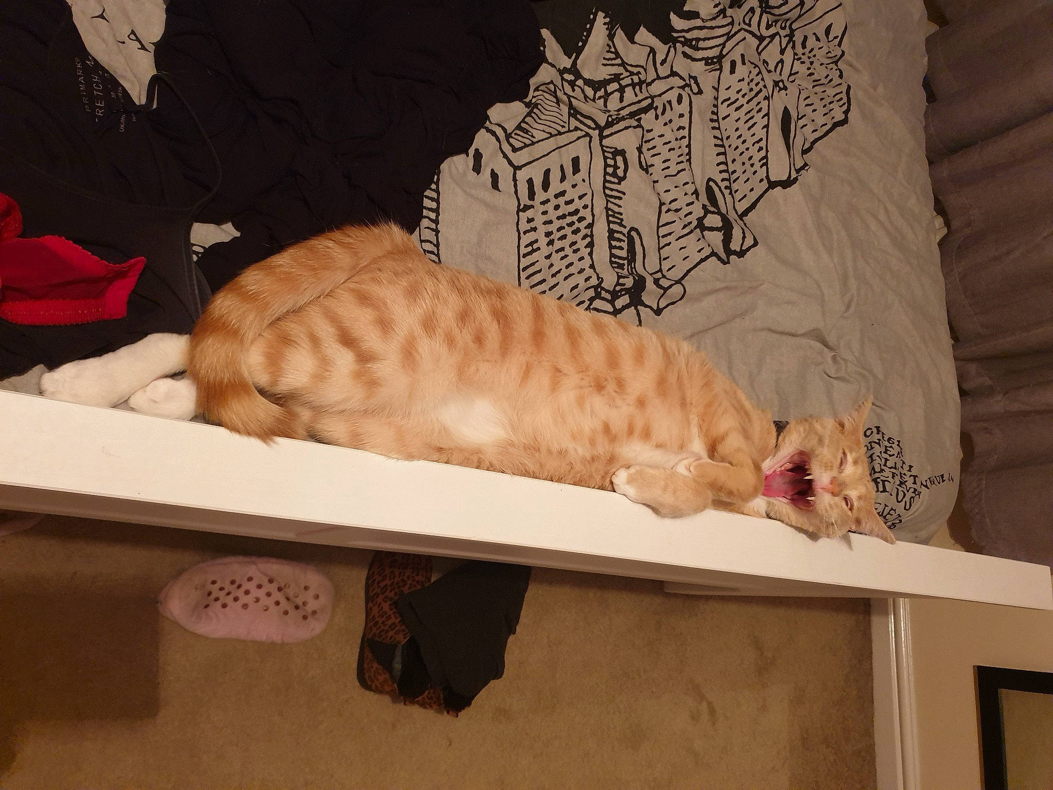 Hugo joined the competition — help win amazing prizes! bed, carnivore, cat, comfort, domestic_short_haired_cat, fawn, felidae, flooring, foot, fur, hardwood, linens, mattress, paw, room, small_to_medium_sized_cats, table, tail, whiskers, wood