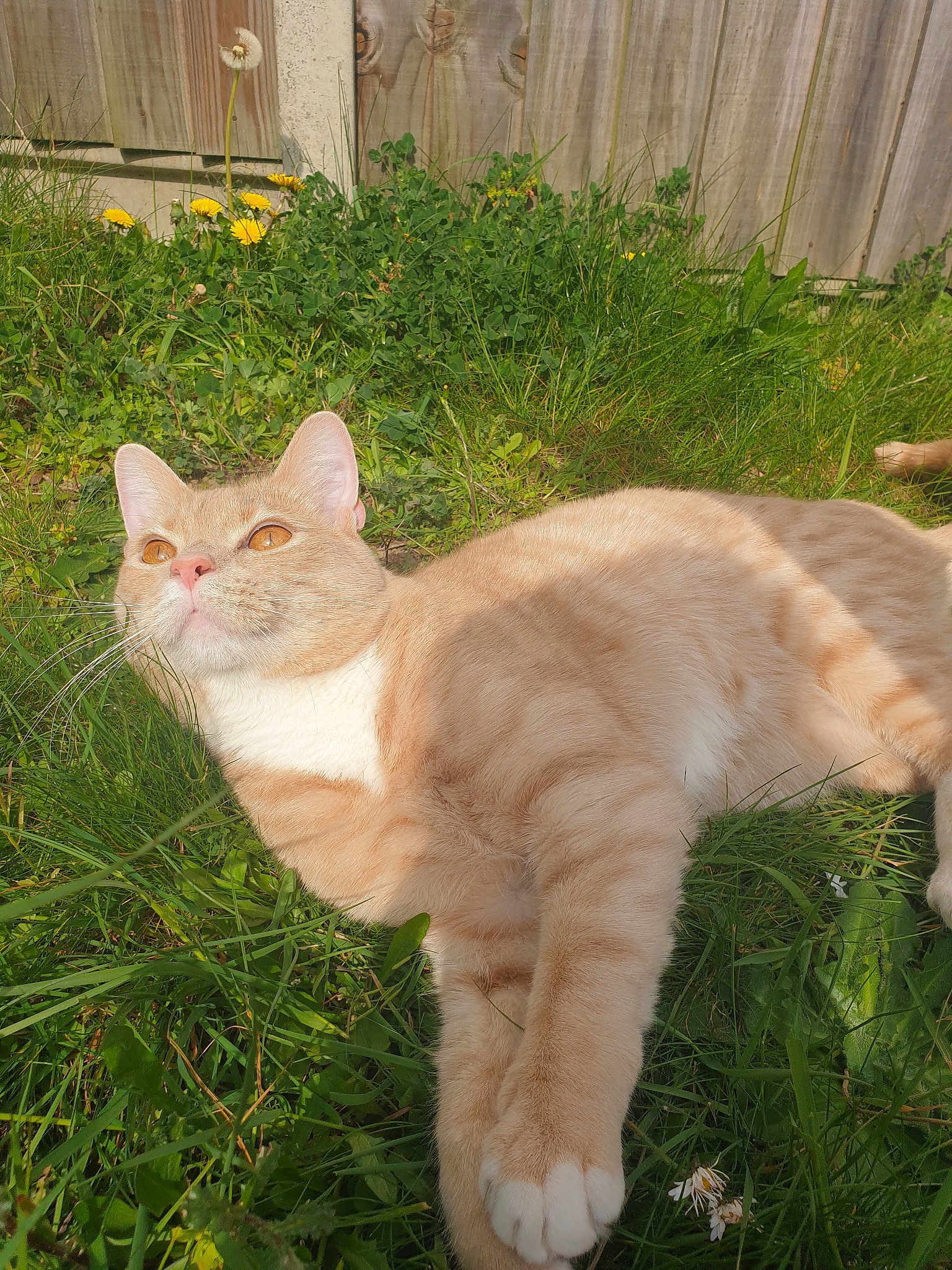 Hugo