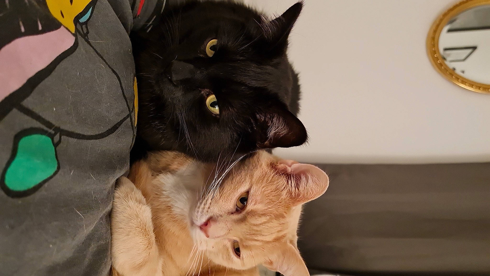 Hugo joined the competition — help win amazing prizes! black_cat, carnivore, cat, cat_supply, claw, comfort, domestic_short_haired_cat, ear, felidae, fur, home_accessories, paw, plant, small_to_medium_sized_cats, snout, tail, whiskers