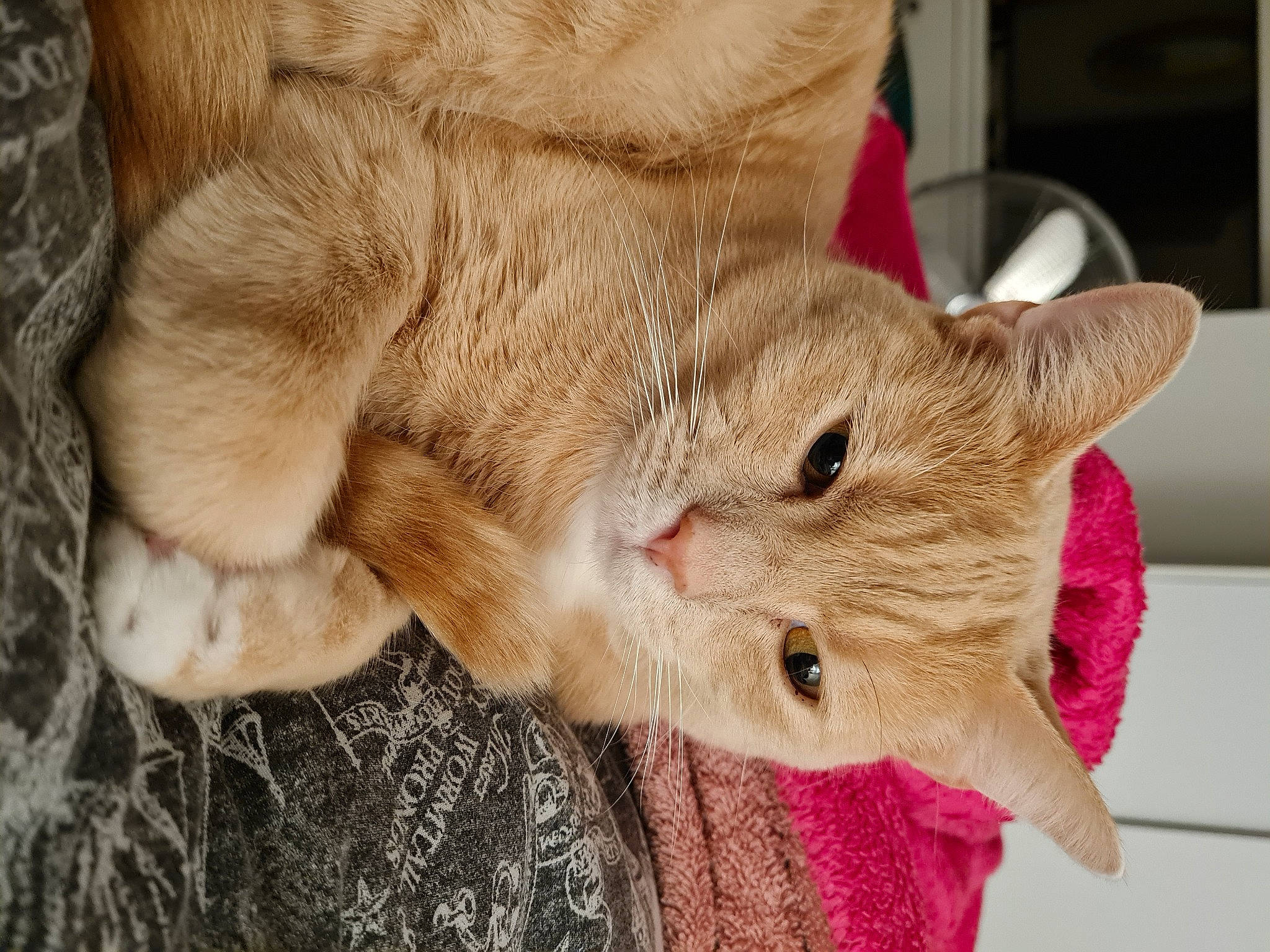 Hugo joined the competition — help win amazing prizes! carnivore, cat, claw, comfort, devon_rex, domestic_short_haired_cat, ear, fawn, felidae, fur, nail, paw, small_to_medium_sized_cats, snout, terrestrial_animal, whiskers, wood