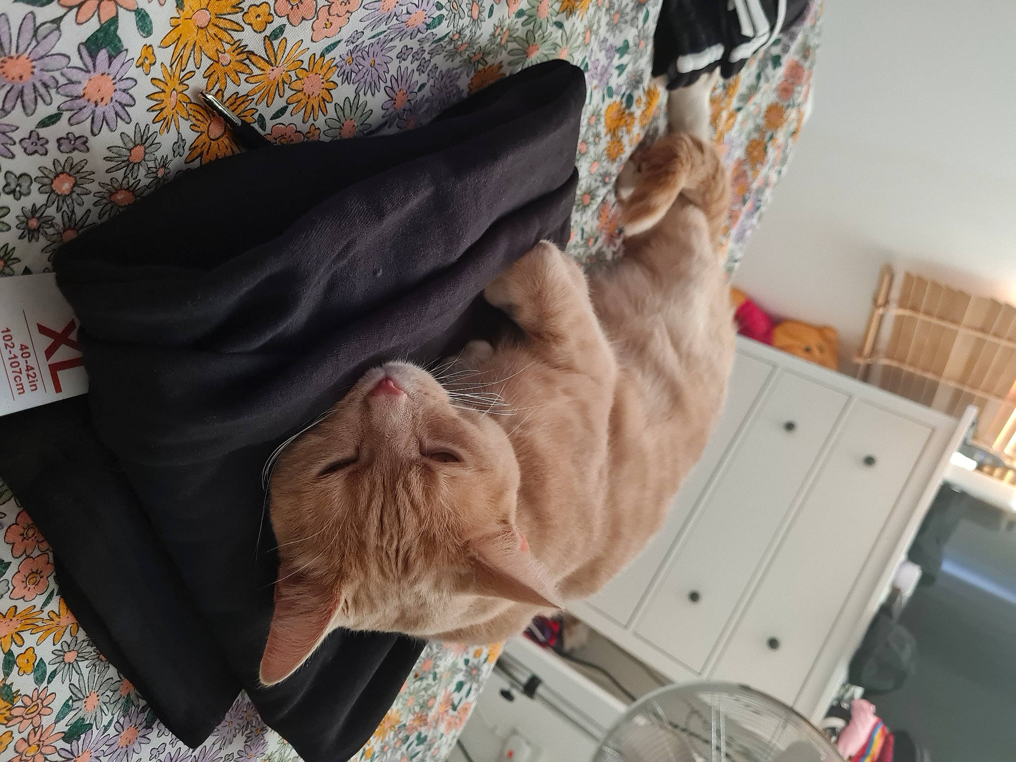 Hugo joined the competition — help win amazing prizes! cabinetry, canidae, carnivore, cat, comfort, domestic_short_haired_cat, fawn, felidae, fur, hat, linens, mammal, room, sleeve, small_to_medium_sized_cats, sporting_group, tail, vertebrate, whiskers, wrinkle