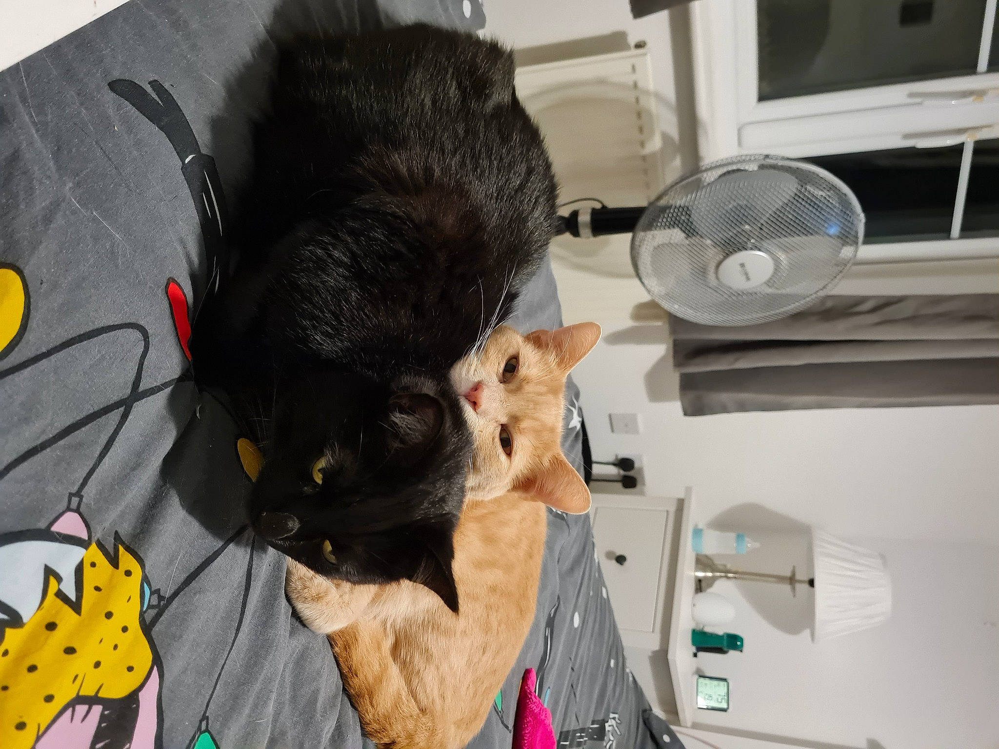 Teddy is registered to the contest to win money with this photo: bag, black_cat, bombay, canidae, carnivore, cat, comfort, companion_dog, dog_breed, domestic_short_haired_cat, felidae, fur, home_appliance, mechanical_fan, paw, room, small_to_medium_sized_cats, tail, toy, whiskers