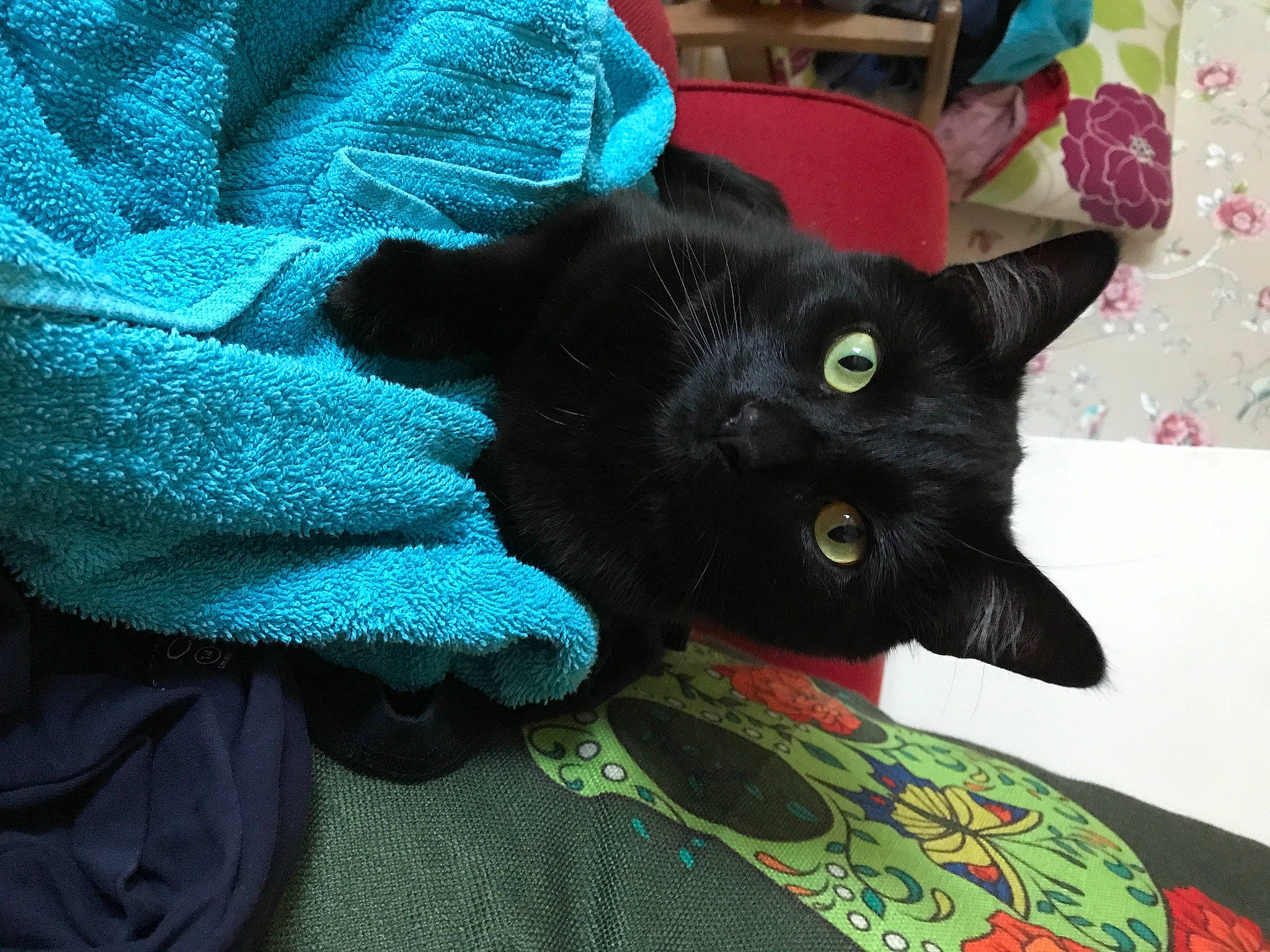 Teddy joined the competition — help win amazing prizes! black_cat, bombay, carnivore, cat, cat_supply, claw, comfort, domestic_short_haired_cat, electric_blue, felidae, fur, grey, havana_brown, linens, pattern, small_to_medium_sized_cats, tail, whiskers