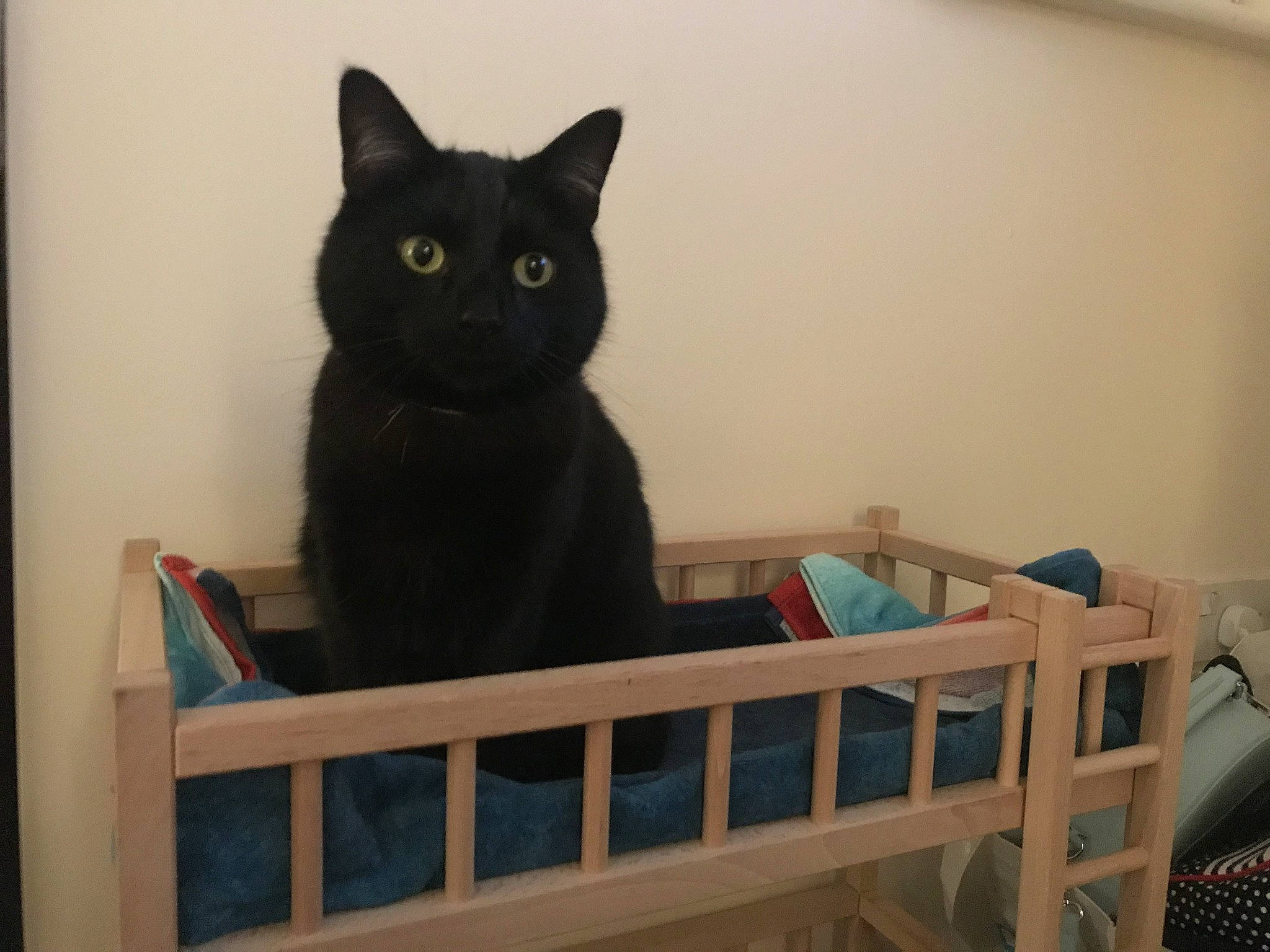 Teddy joined the competition — help win amazing prizes! black_cat, bombay, carnivore, cat, cat_supply, comfort, cradle, domestic_short_haired_cat, felidae, fur, grey, hardwood, infant_bed, room, small_to_medium_sized_cats, snout, stairs, tail, whiskers, wood