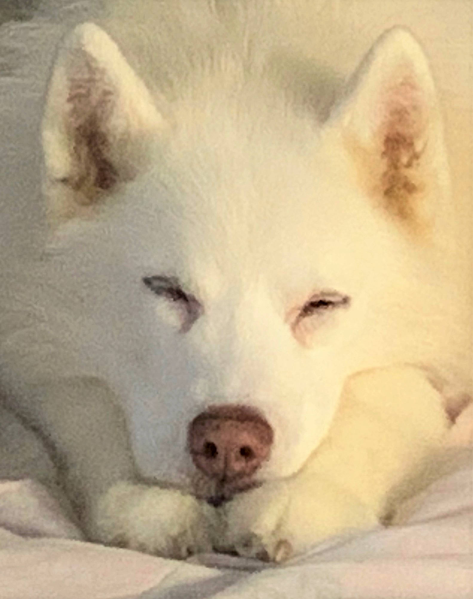 Odin is registered to the contest to win money with this photo: akita, american_eskimo_dog, ancient_dog_breeds, canaan_dog, canadian_eskimo_dog, canidae, carnivore, dog, dog_breed, greenland_dog, hokkaido, indian_spitz, kishu, mammal, non_sporting_group, nose, rare_breed_dog, samoyed, siberian_husky, vertebrate