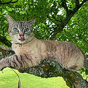Moussette a rejoint le concours — aidez-le/la à gagner de superbes lots ! cat, tree, branch, moss, green_leaves, outdoor, animal, pet, nature, fur, blue_eyes, collar, tongue_out, playful, relaxed, daylight, garden, wildlife, mammal, close_up