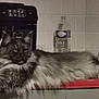 cat, fluffy, kitchen, counter, coffee_machine, water_bottle, orange, tile_wall, feline, pet, domestic_animal, relaxed, long_hair, indoor, laying_down, fur, animal, mammal, whiskers, tail