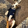 Dallas joined the competition — help win amazing prizes! puppy, dog, couch, cushion, patterned_cushion, navy_shirt, indoor, relaxed, comfort, pet, fur, white_paw, brown_leg, cute, small_dog, looking, head_tilt, furniture, home, resting