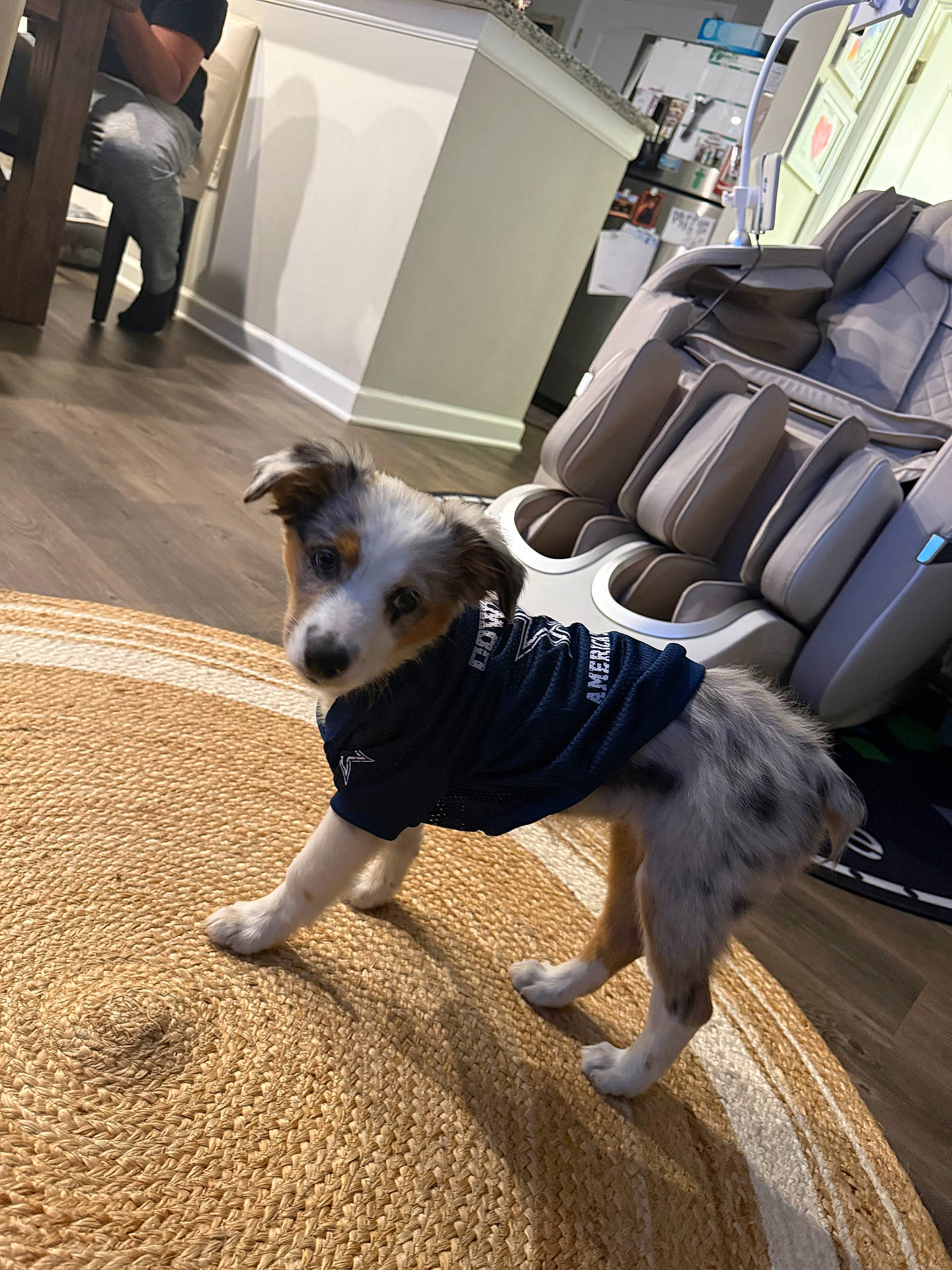 Dallas is registered to the contest to win money with this photo: animal, black, blue, brown, curious, dog, floor, furniture, home, indoor, jersey, living_room, massage_chair, person, pet, puppy, rug, spot, white, wood_floor