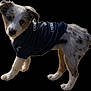 Dallas is registered to the contest to win money with this photo: puppy, dog, pet, animal, fur, sports_jersey, clothing, white_fur, black_fur, gray_fur, cute, young_dog, standing, portrait, looking_at_camera, isolated, domestic_animal, playful, head_tilt, adorable