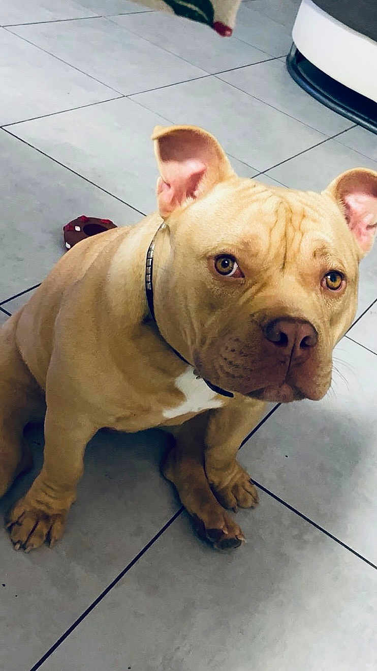 Sara a rejoint le concours — aidez-le/la à gagner de superbes lots ! dog, tan_dog, indoor, tile_floor, pet, animal, ears, collar, toy, close_up, brown_eyes, sitting, looking_up, canine, floor, domestic_animal, companion, cute, alert, fur