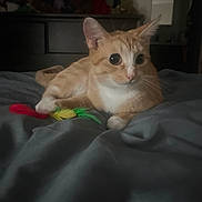 Bumble is registered to the contest to win money with this photo: cat, orange_cat, white_cat, bed, bedspread, feather_toy, stuffed_animals, dresser, indoor, pet, animal, feline, curious, relaxed, toy, room, dim_lighting, sleeping_area, cozy, playful