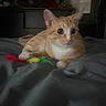 cat, orange_cat, white_cat, bed, bedspread, feather_toy, stuffed_animals, dresser, indoor, pet, animal, feline, curious, relaxed, toy, room, dim_lighting, sleeping_area, cozy, playful