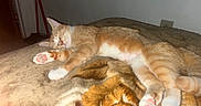 Bumble joined the competition — help win amazing prizes! cat, sleeping, ginger_cat, white_paws, blanket, indoor, pet, cozy, resting, feline, paw_pads, fur, cute, domestic_cat, animal, relaxing, bedroom, nap, soft_texture, quiet