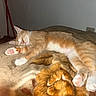 cat, sleeping, ginger_cat, white_paws, blanket, indoor, pet, cozy, resting, feline, paw_pads, fur, cute, domestic_cat, animal, relaxing, bedroom, nap, soft_texture, quiet