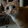 Bumble is registered to the contest to win money with this photo: cat, orange_cat, white_cat, whiskers, close_up, indoor, curious, pet, animal, feline, wide_eyes, household, furniture, cable, carpet, door, table, blurred_background, domestic, curiosity