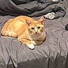 Bumble is registered to the contest to win money with this photo: cat, orange_cat, white_paws, bed, gray_bedspread, indoor, pet, feline, resting, curious, animal, domestic_cat, cute, whiskers, ears, fur, looking, lying_down, cozy, relaxed