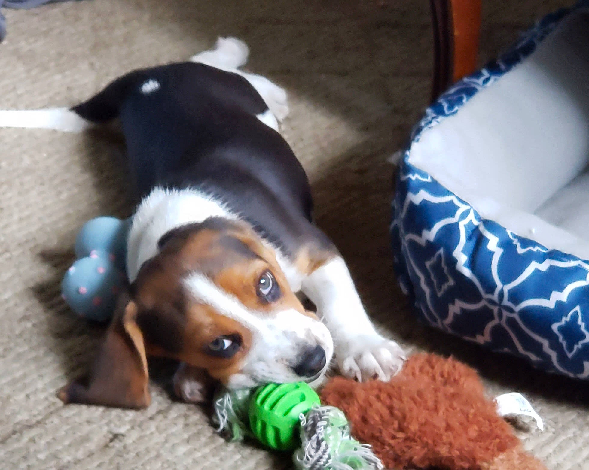 Keiko joined the competition — help win amazing prizes! basset_hound, beagle, beagle_harrier, carnivore, collar, comfort, companion_dog, couch, dog, dog_bed, dog_breed, dog_supply, fur, hound, paw, pocket_beagle, puppy_love, scent_hound, toy, working_animal