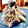 cat, fluffy_cat, long_hair, green_eyes, whiskers, lying_down, indoor, living_room, blue_rug, carpet, wood_floor, furniture, window, fireplace, home, pet, animal, portrait, front_view, soft_fur
