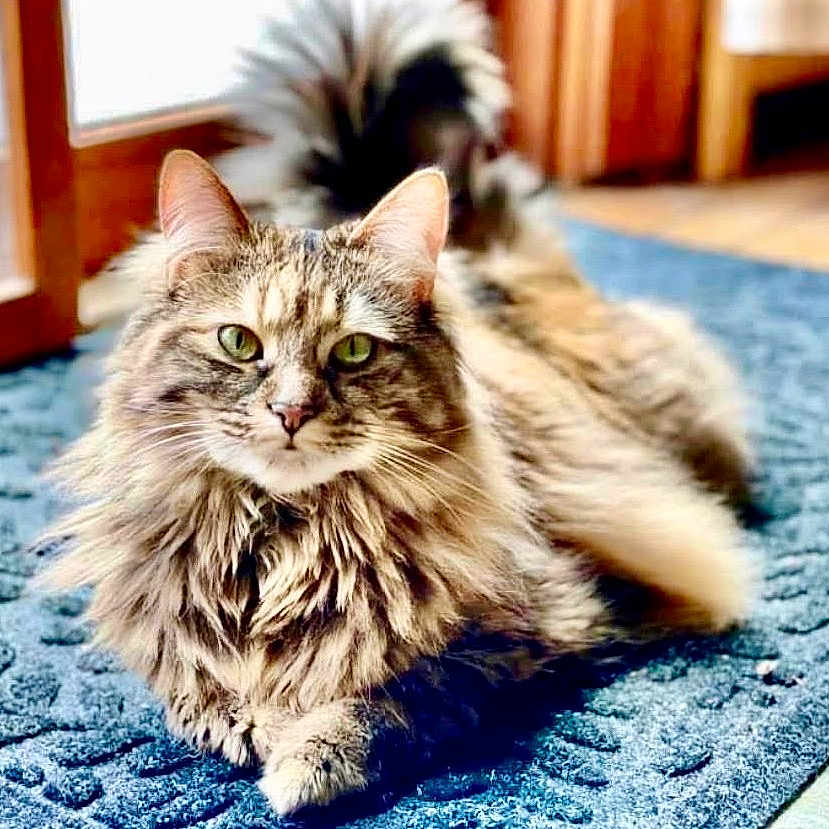 Kitkat joined the competition — help win amazing prizes! cat, fluffy_cat, long_hair, green_eyes, whiskers, lying_down, indoor, living_room, blue_rug, carpet, wood_floor, furniture, window, fireplace, home, pet, animal, portrait, front_view, soft_fur