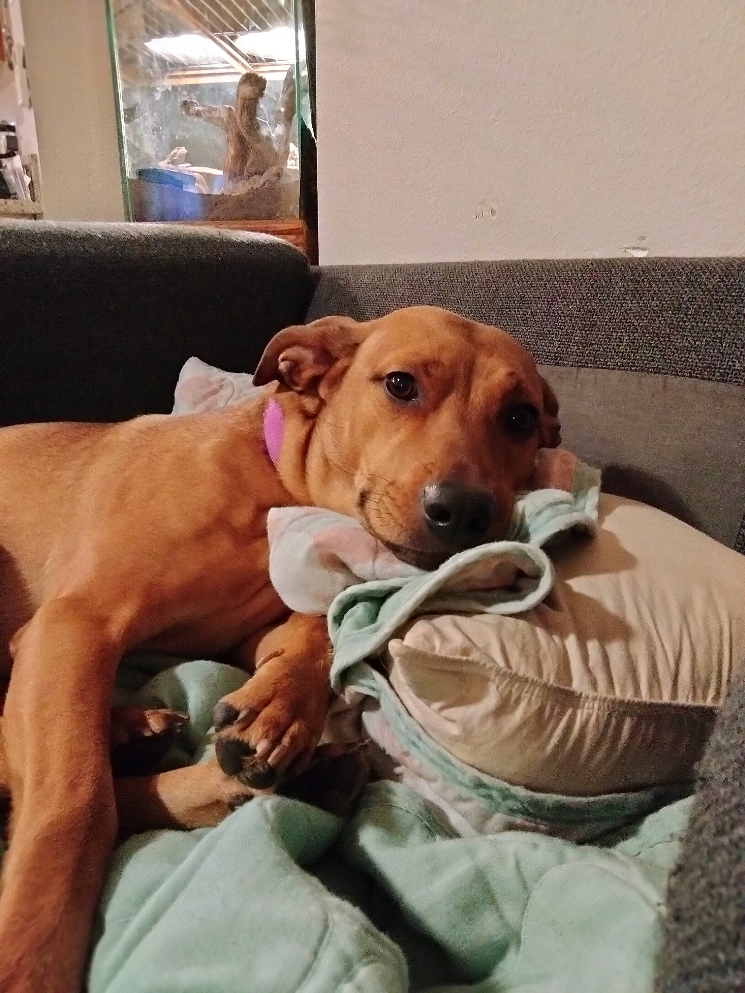 Honey Bunches Of Oats joined the competition — help win amazing prizes! bedding, canidae, carnivore, collar, comfort, companion_dog, dog, dog_breed, dog_supply, fawn, linens, pet_supply, puppy, room, snout, sporting_group, working_animal