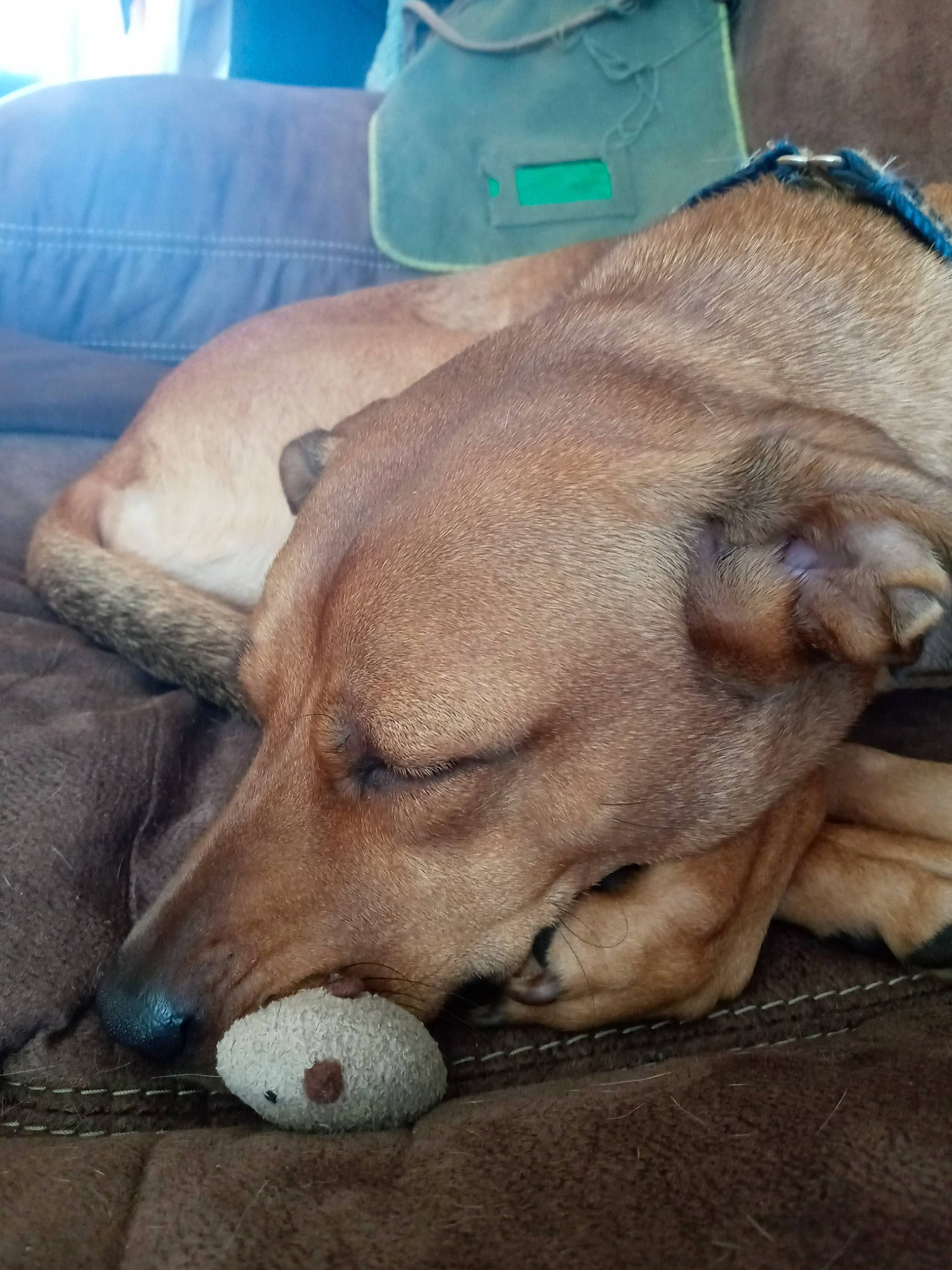 Honey Bunches Of Oats is registered to the contest to win money with this photo: canidae, carnivore, comfort, companion_dog, couch, dog, dog_breed, dog_supply, fawn, fur, liver, nap, pet_supply, sleep, snout, sporting_group, terrestrial_animal, whiskers, working_animal, wrinkle