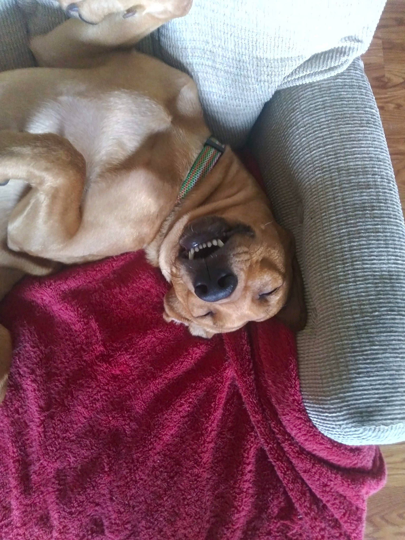 Honey Bunches Of Oats is registered to the contest to win money with this photo: comfort, companion_dog, dog, dog_breed, doll, eyewear, fawn, fur, goggles, linens, magenta, pattern, pink, purple, sleeve, stuffed_toy, sunglasses, textile, toy, wood