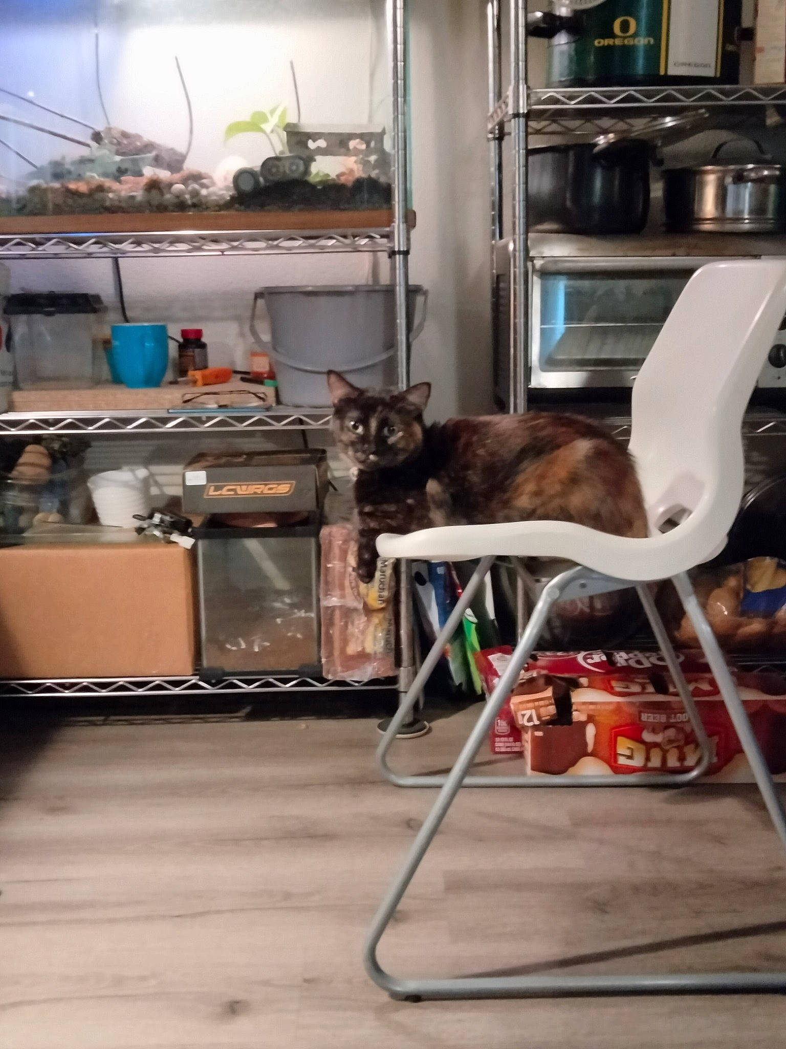 Sassy joined the competition — help win amazing prizes! carnivore, cat, comfort, felidae, floor, flooring, gas, hardwood, home_appliance, living_room, major_appliance, metal, room, shelf, shelving, small_to_medium_sized_cats, table, television, whiskers, wood