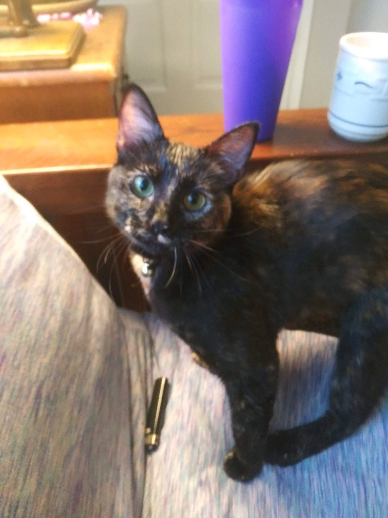 Sassy is registered to the contest to win money with this photo: black_cat, bombay, carnivore, cat, claw, comfort, cylinder, domestic_short_haired_cat, fawn, felidae, fur, havana_brown, houseplant, liver, paper_towel, small_to_medium_sized_cats, snout, tail, terrestrial_animal, whiskers