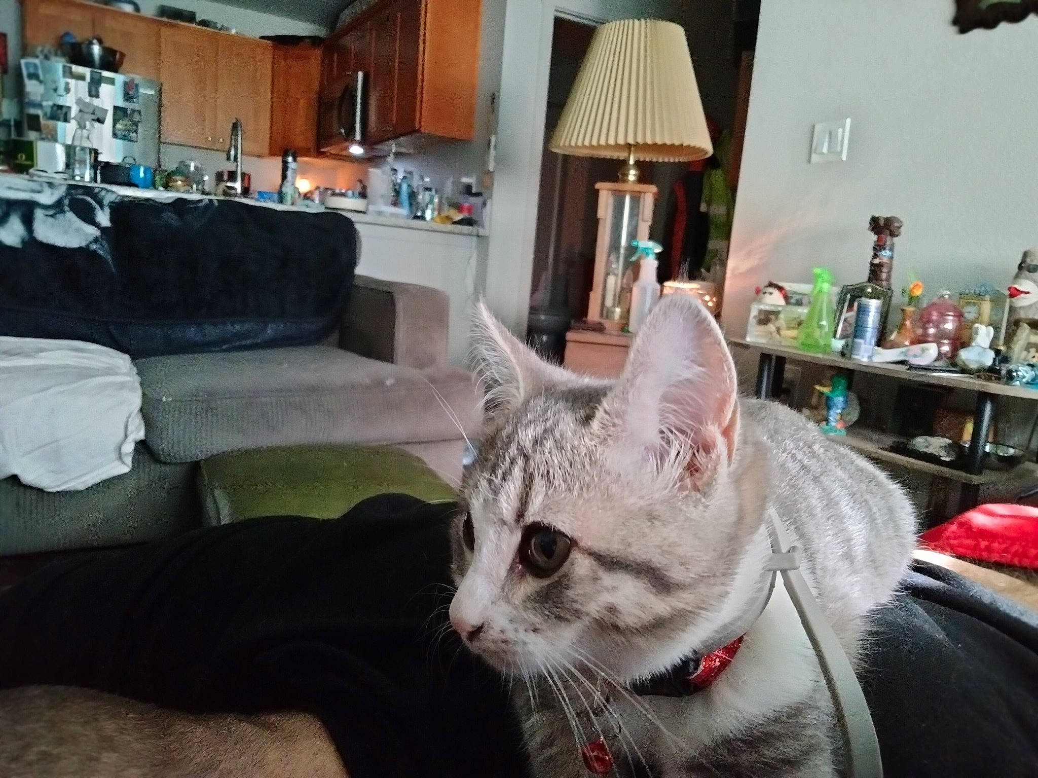 Lilly Bo joined the competition — help win amazing prizes! cat, comfort, couch, domestic_short_haired_cat, felidae, flooring, fur, grey, lamp, living_room, paw, picture_frame, room, small_to_medium_sized_cats, snout, table, tail, whiskers, window, wood