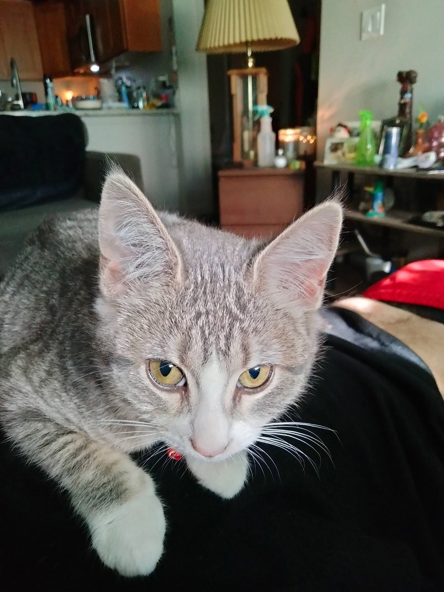 Lilly Bo joined the competition — help win amazing prizes! cabinetry, carnivore, cat, countertop, domestic_short_haired_cat, felidae, fur, kitchen_appliance, lamp, paw, picture_frame, room, small_to_medium_sized_cats, tail, whiskers, window