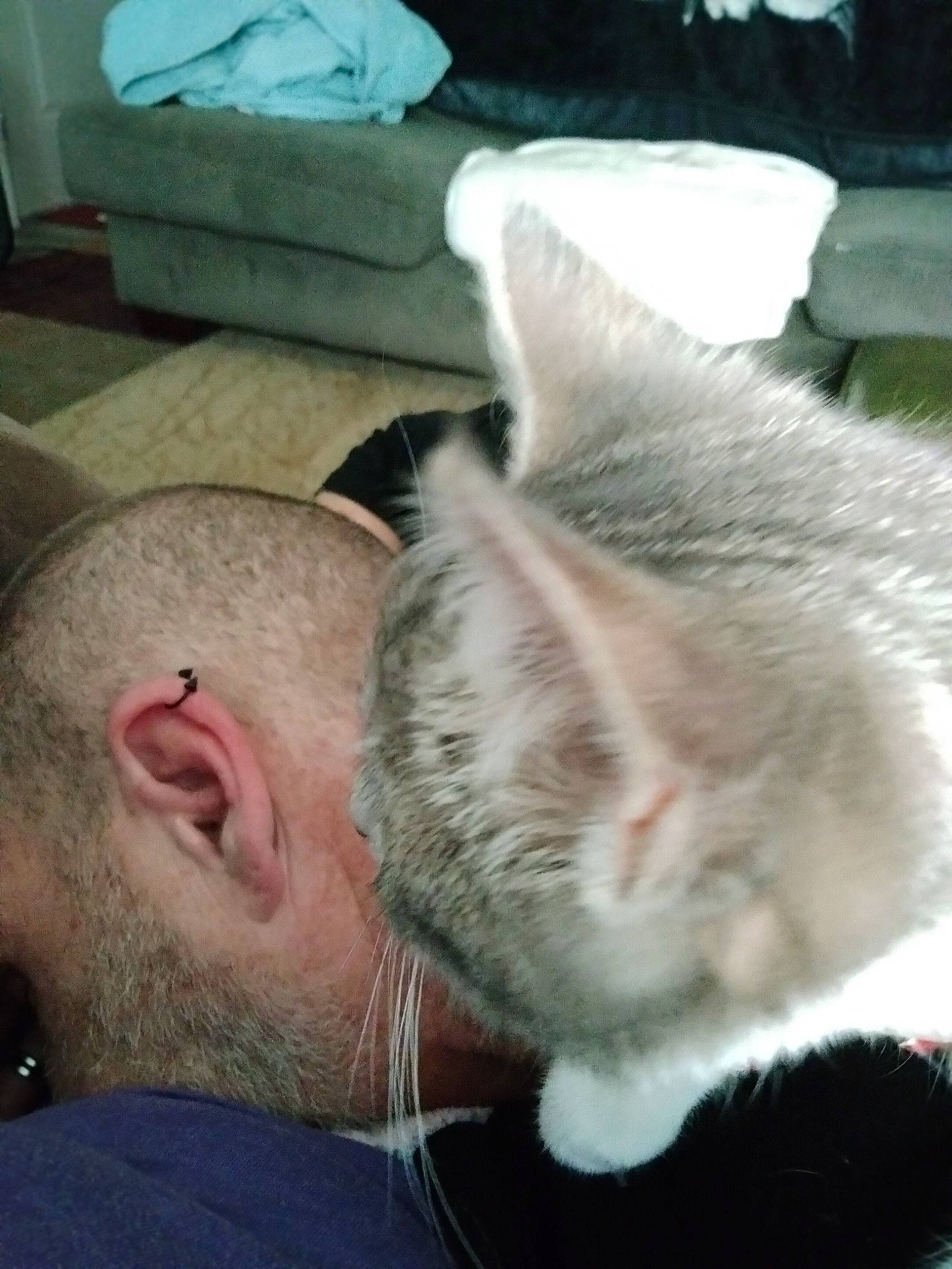 Lilly Bo joined the competition — help win amazing prizes! beard, buzz_cut, carnivore, cat, comfort, domestic_short_haired_cat, ear, eyebrow, eyelash, facial_hair, felidae, fur, jaw, nose, paw, selfie, small_to_medium_sized_cats, snout, tail, whiskers