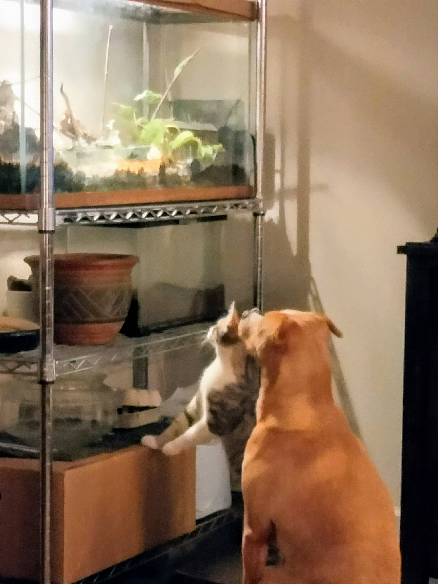 Lilly Bo joined the competition — help win amazing prizes! carnivore, companion_dog, display_case, dog, dog_breed, fawn, felidae, fish, fish_supply, flooring, glass, hardwood, mammal, pet_supply, small_to_medium_sized_cats, tail, transparency, water, whiskers, wood