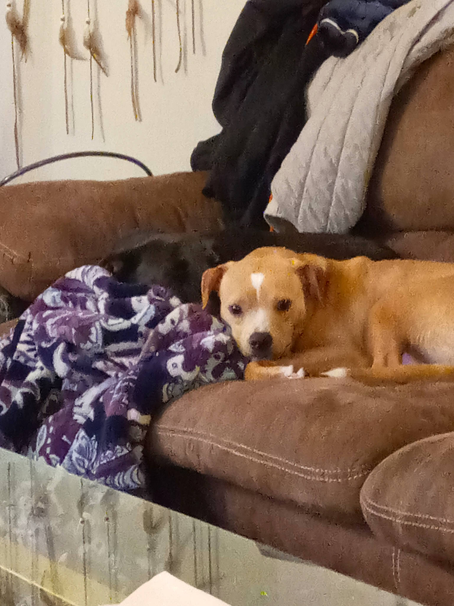 Jasper is registered to the contest to win money with this photo: canidae, carnivore, chair, comfort, companion_dog, couch, dog, dog_breed, dog_supply, fawn, flooring, fur, hardwood, linens, nap, pet_supply, room, sporting_group, wood, working_animal