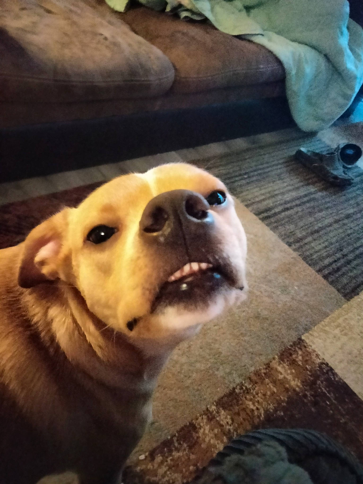 Jasper is registered to the contest to win money with this photo: cloud, comfort, companion_dog, dog, dog_breed, dog_collar, flooring, fur, guard_dog, happy, paw, puppy_love, retriever, selfie, sky, smile, terrestrial_animal, whiskers, wood, working_animal